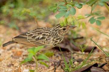 Indochinese Bushlark, Mirafra erythrocephala, Facing to the right as seen on the ground, Sri Lanka