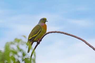 Orange-breasted Green Pigeon,Treron bicinctus, close-up colorful pigeon, perched on top of bush. Wilpattu national park, birding in Sri Lanka.