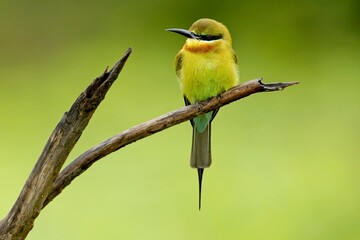 Family of the blue-tailed bee-eater (Merops philippinus) perched on the tree branch