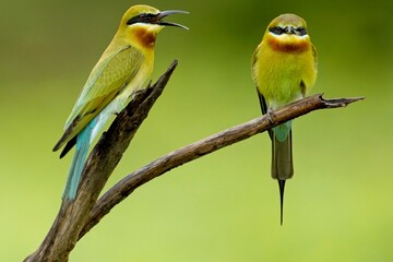Family of the blue-tailed bee-eater (Merops philippinus) perched on the tree branch