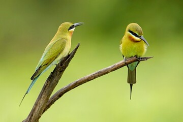 Family of the blue-tailed bee-eater (Merops philippinus) perched on the tree branch