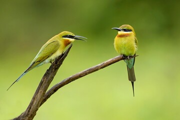 Family of the blue-tailed bee-eater (Merops philippinus) perched on the tree branch