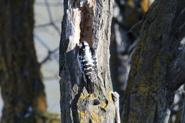 Woodpecker On The Tree, Gold Bar Park, Edmonton, Alberta