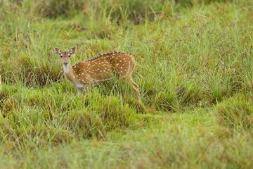 Axis, Axis indický, Spotted deer or Chital or axis axis at forest Sri Lanka,