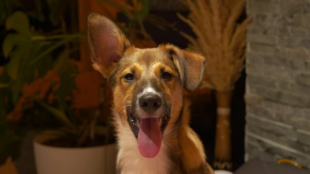 PORTRAIT: Adorable young mixed breed puppy sitting and looking into camera. Cute little doggie learning to stay still at home training. Lovely fluffy companion with floppy ear posing for camera.