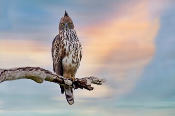 The changeable hawk-eagle (Nisaetus cirrhatus) or crested hawk-eagle is a large bird of prey...