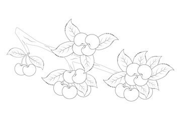 Branch of Cherry Tree coloring page