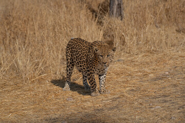 a leopard searching for prey in the grasslands of Namibia's Kalahari Desert