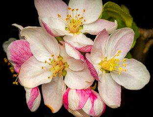 Close-up image of apple tree flowers in bloom. Natural background and details.