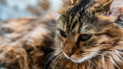 Close-up portrait of a gray striped domestic cat.Image for veterinary clinics, sites about cats, for cat food.