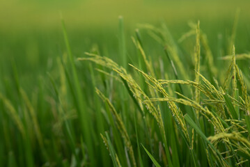 Nature of rice field on rice paddy