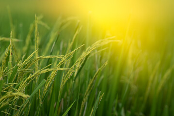 Nature of rice field on rice paddy