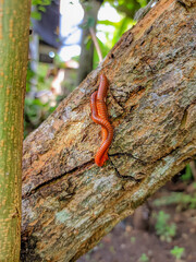 a pair of millipedes perched on a tree, Trigoniulus corallinus, scientific name: Diplopoda