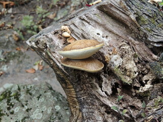 mushroom on a trunk in the forest