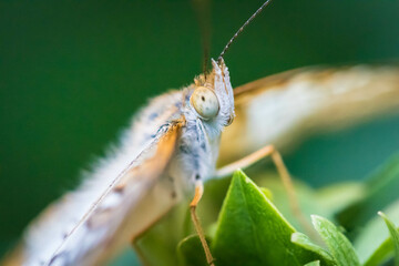 close up of a butterfly
