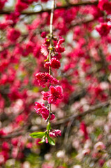 Close up of Flowers in full bloom in springtime.