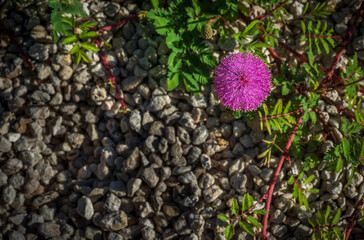 One Power puff mimosa on the rocks