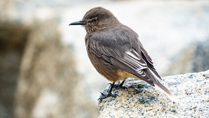 Pajaro Torres del paine Condor