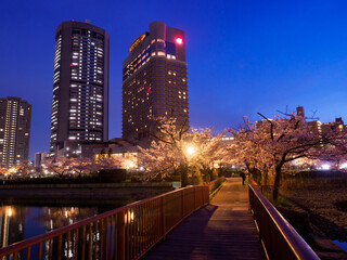 Fototapeta na wymiar 源八橋から桜宮橋の夜桜