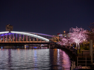 Fototapeta premium 毛馬桜宮の桜並木夜景