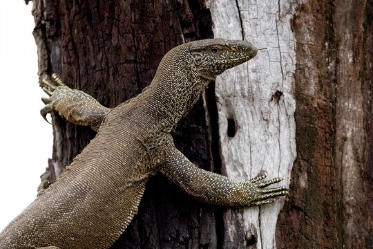 Bengal monitor (Varanus bengalensis) or common Indian monitor, is a monitor lizard found widely distributed over the Indian Subcontinent, as well as parts of Southeast Asia and West Asia. Close up.