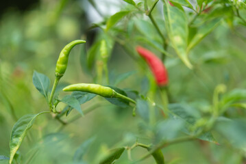 Chilli peppers or red and green chilies in farm