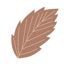 brown leaf isolated 