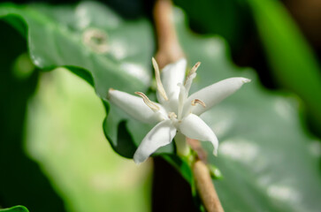 close up of inflorescence and pollen of the coffee flower with soft focus