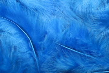 Blue feathers as background, closeup