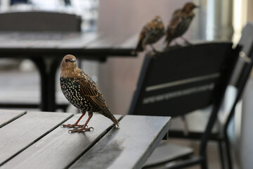 Bird common starling on a table in a street cafe
