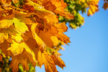 Yellow maple leaves on blue sky background