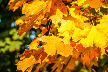 Naklejka na ściany i meble Yellow maple leaves outdoors, closeup