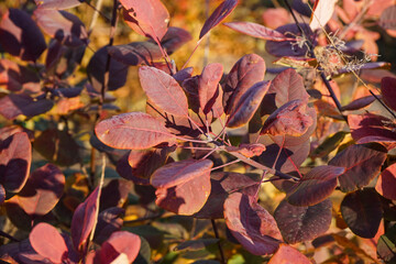 Bush with red autumn leaves outdoors