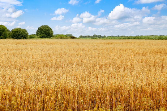 ripe oat field with blue sky ready to harvest