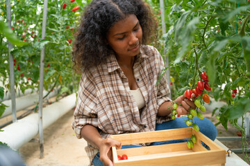 Young woman in a greenhouse picking some red tomatoes