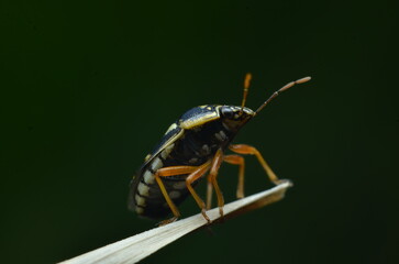 Fototapeta premium Bug 