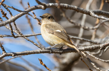 青空と木の枝に止まるジョウビタキ