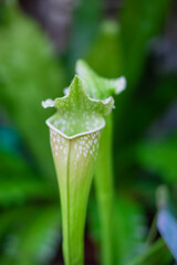 ウツボカズラ_サラセニア