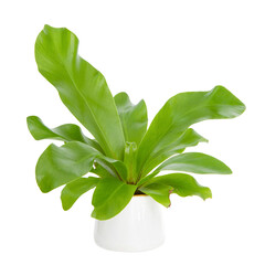 House Plant - A potted plant Bird's Nest fern isolated on white background.