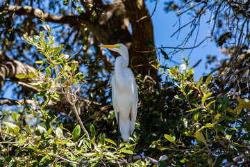 Great Egret roosting in a tree.