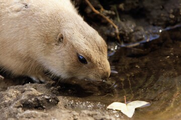 Obraz premium 水を飲むプレーリードッグ