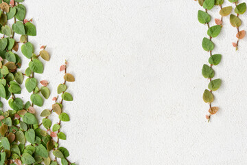 Green creeper background - climbing plant on white concrete wall .