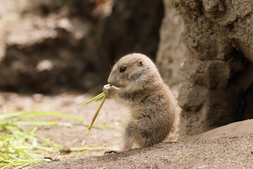 草を食べるプレーリードッグの赤ちゃん