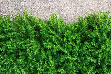 Green Leaves background with copy space.