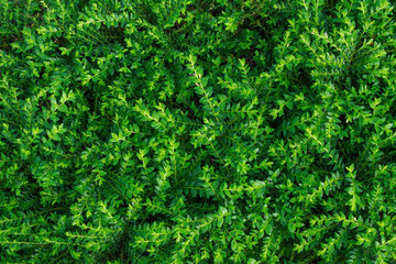 Fototapeta premium Green Leaves background