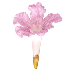 Blooming pink flower isolated on white background.