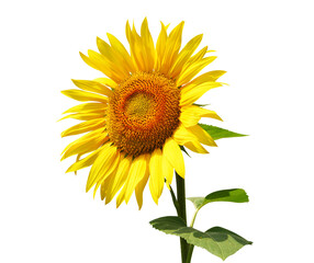 Sunflower ( Helianthus annuus ) isolated on transparent background, PNG.	