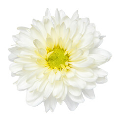 Top view of White Chrysanthemum flower isolated on white background.
