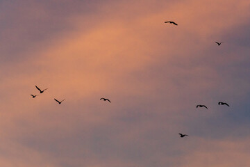 Flying birds outlined against a vivid pink cloudscape at sunset