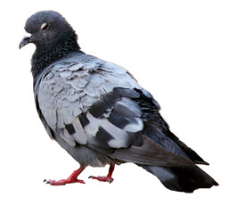 pigeon isolated on white